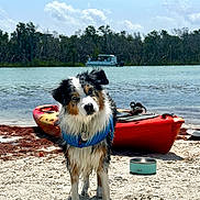 Lexi joined the competition — help win amazing prizes! dog, beach, water, kayak, life_jacket, sand, boat, sky, clouds, wet_dog, dog_bowl, outdoor, nature, curious, animal, pet, shore, tilted_head, recreation, summer