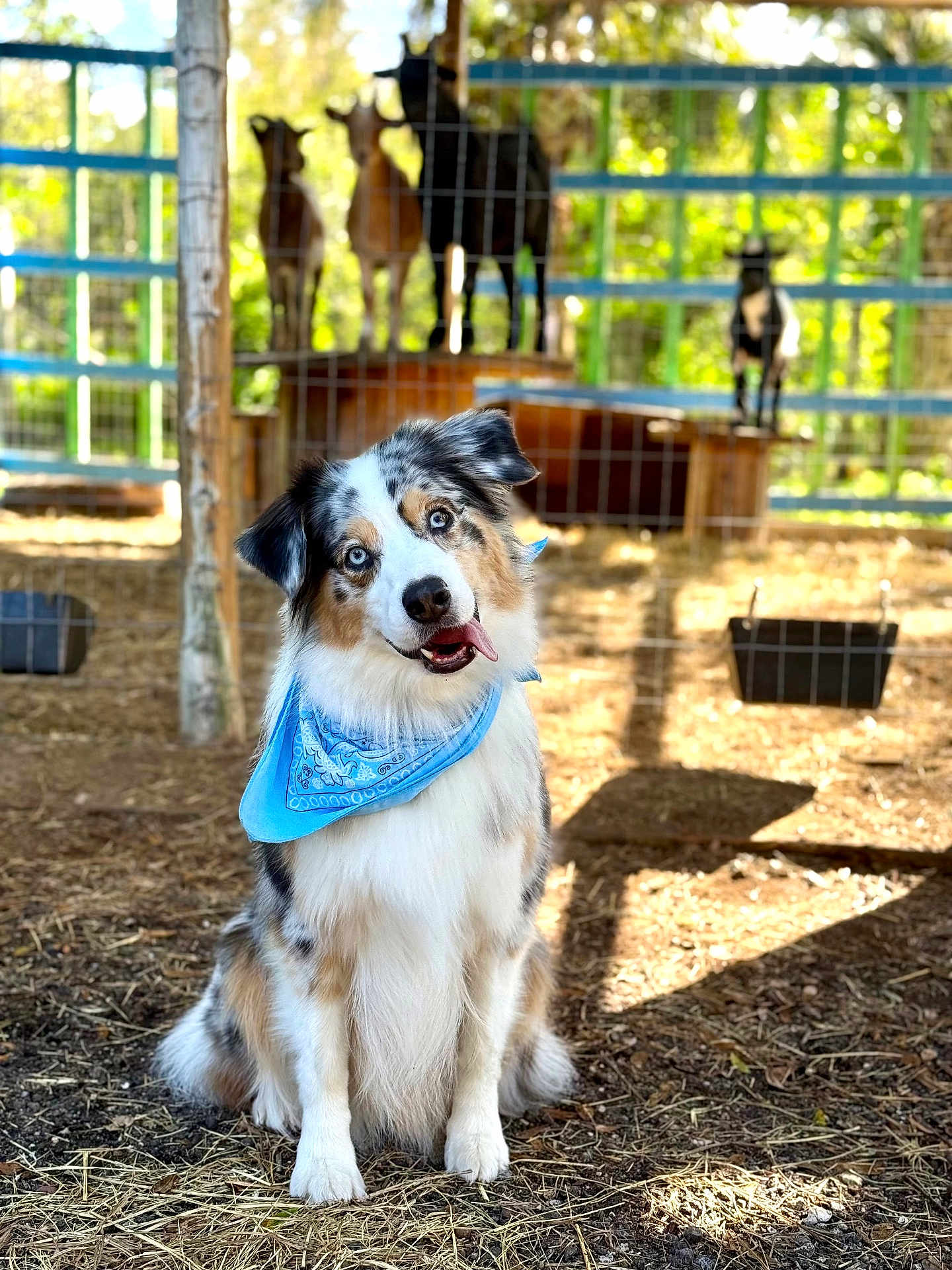 Lexi is registered to the contest to win money with this photo: dog, australian_shepherd, blue_bandana, farm, goats, fence, sunlight, outdoor, animal, pet, grass, dirt, wooden_platform, head_tilt, tongue_out, happy, portrait, nature, daylight, playful