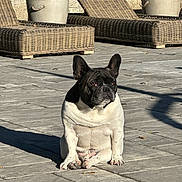 George joined the competition — help win amazing prizes! animal, black_and_white, daylight, dog, ears, expression, french_bulldog, fur, garden, leisure, outdoor, patio, pet, planter, relaxing, shadow, sitting, stone_floor, sunlight, wicker_chair