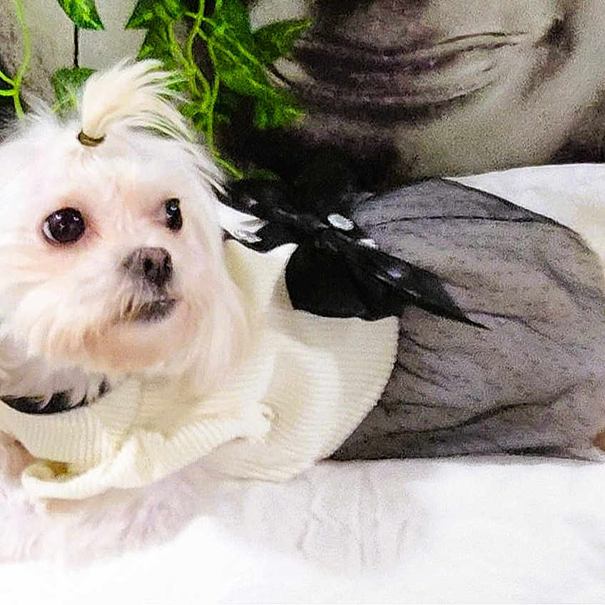 Bekka is registered to the contest to win money with this photo: animal, bed, bow, companion, cozy, cute, decor, dog, domestic, fur, furniture, hair_tie, indoor, outfit, pet, plant, portrait, relaxed, small_dog, white