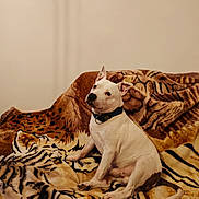Ezio participe au concours pour gagner de l'argent avec cette photo : dog, white_dog, collar, indoor, blanket, tiger_pattern, couch, pet, animal, sitting, looking_away, fur, ears_up, domestic_animal, companion, cute, alert, home, resting, portrait