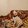 dog, white_dog, collar, indoor, blanket, tiger_pattern, couch, pet, animal, sitting, looking_away, fur, ears_up, domestic_animal, companion, cute, alert, home, resting, portrait