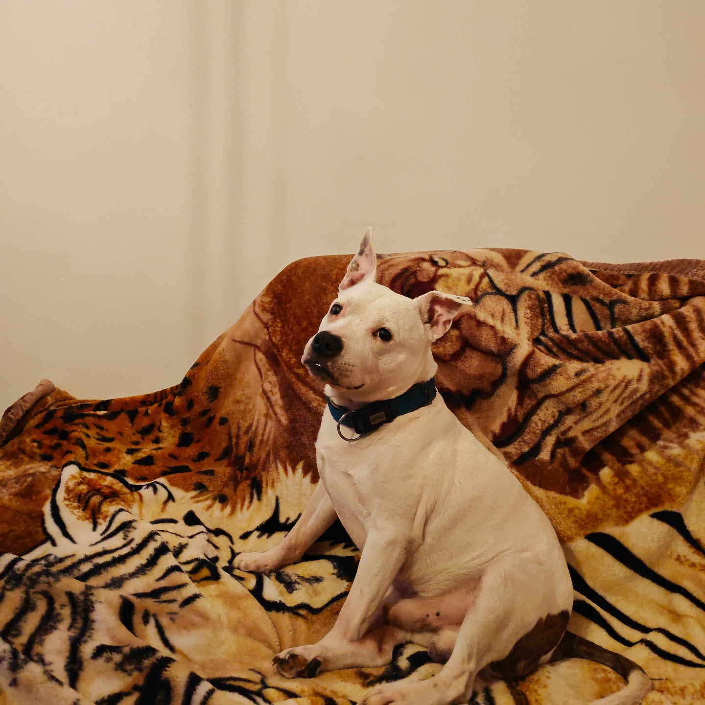 Ezio participe au concours pour gagner de l'argent avec cette photo : dog, white_dog, collar, indoor, blanket, tiger_pattern, couch, pet, animal, sitting, looking_away, fur, ears_up, domestic_animal, companion, cute, alert, home, resting, portrait