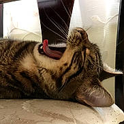 Milo is registered to the contest to win money with this photo: cat, chair, close_up, cozy, curtain, cushion, ear, fur, furniture, home, indoor, mouth, pet, relaxed, sleeping, tabby, teeth, tongue_out, whiskers, yawning