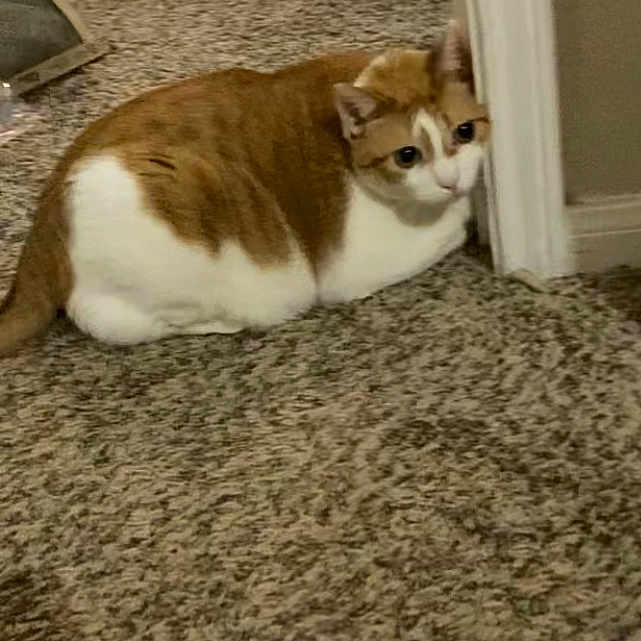 Tigrita joined the competition — help win amazing prizes! animal, carpet, cat, cozy, curious, cute, domestic, door_frame, ears, feline, floor, fur, household, indoor, orange_cat, pet, resting, sitting, whiskers, white_cat