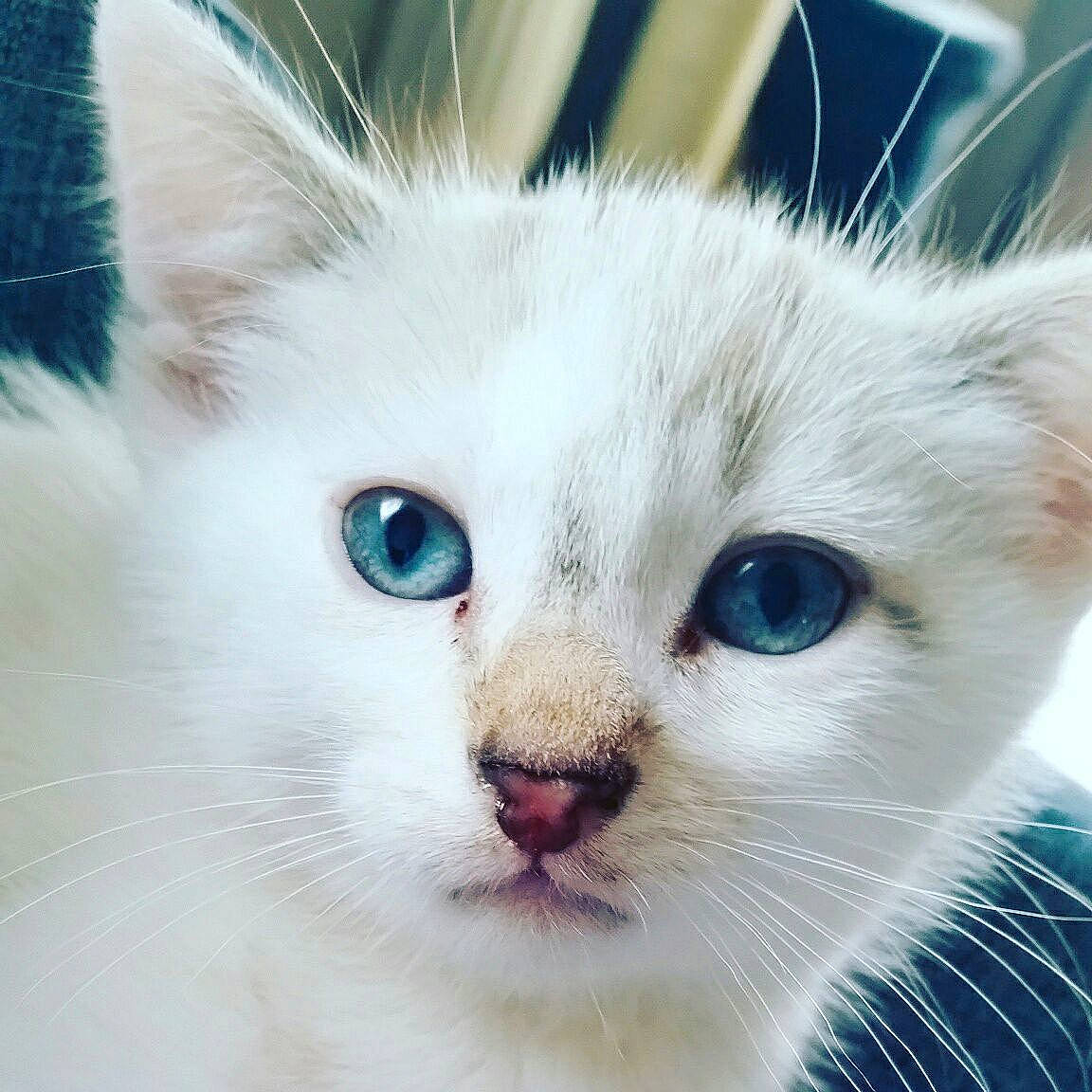 Arizona participe au concours pour gagner de l'argent avec cette photo : aegean_cat, burmilla, carnivore, cat, close_up, eye, felidae, iris, khao_manee, kitten, mammal, nose, ojos_azules, ragdoll, small_to_medium_sized_cats, snout, turkish_angora, turkish_van, vertebrate, whiskers