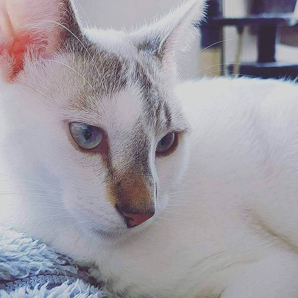 Arizona participe au concours pour gagner de l'argent avec cette photo : aegean_cat, asian, burmilla, carnivore, cat, close_up, colorpoint_shorthair, eye, felidae, fur, khao_manee, kitten, mammal, nose, small_to_medium_sized_cats, snout, turkish_angora, turkish_van, vertebrate, whiskers