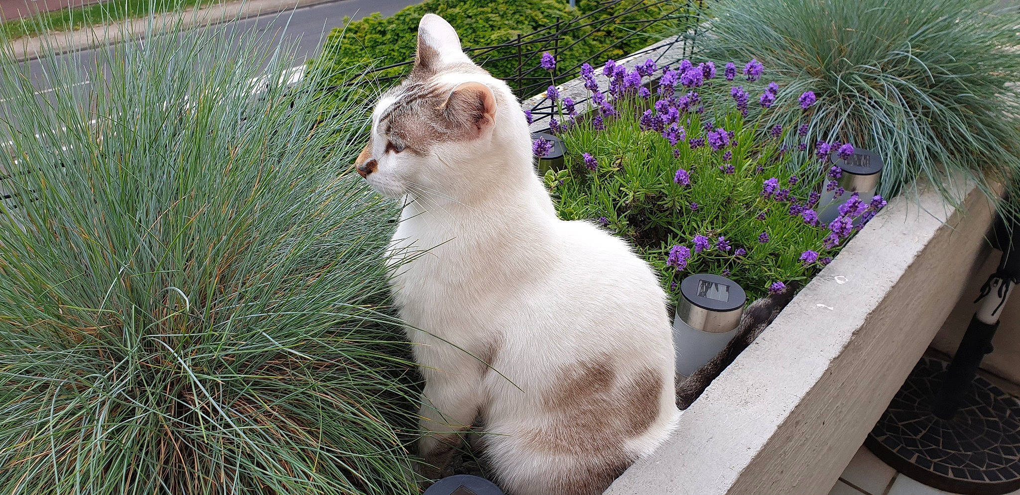 Arizona a rejoint le concours — aidez-le/la à gagner de superbes lots ! aegean_cat, asian, burmilla, carnivore, cat, colorpoint_shorthair, domestic_short_haired_cat, european_shorthair, fawn, felidae, flower, fur, grass, plant, polydactyl_cat, small_to_medium_sized_cats, tail, turkish_angora, turkish_van, whiskers