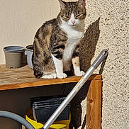 Orla participe au concours pour gagner de l'argent avec cette photo : cat, tabby, sitting, wooden_shelf, sunlight, shadow, wall, flower_pots, yellow_bucket, garden_tool, cardboard_box, outdoor, daylight, pet, animal, feline, texture, relaxing, quiet, domestic