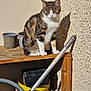 cat, tabby, sitting, wooden_shelf, sunlight, shadow, wall, flower_pots, yellow_bucket, garden_tool, cardboard_box, outdoor, daylight, pet, animal, feline, texture, relaxing, quiet, domestic