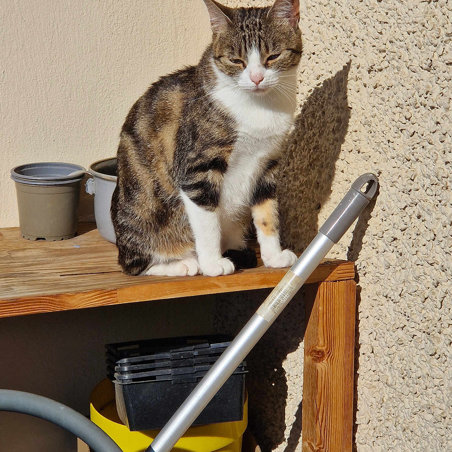 Orla