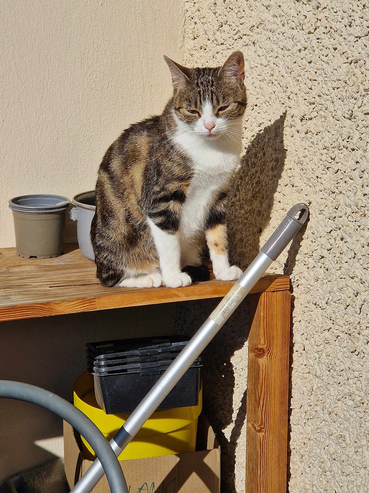Orla