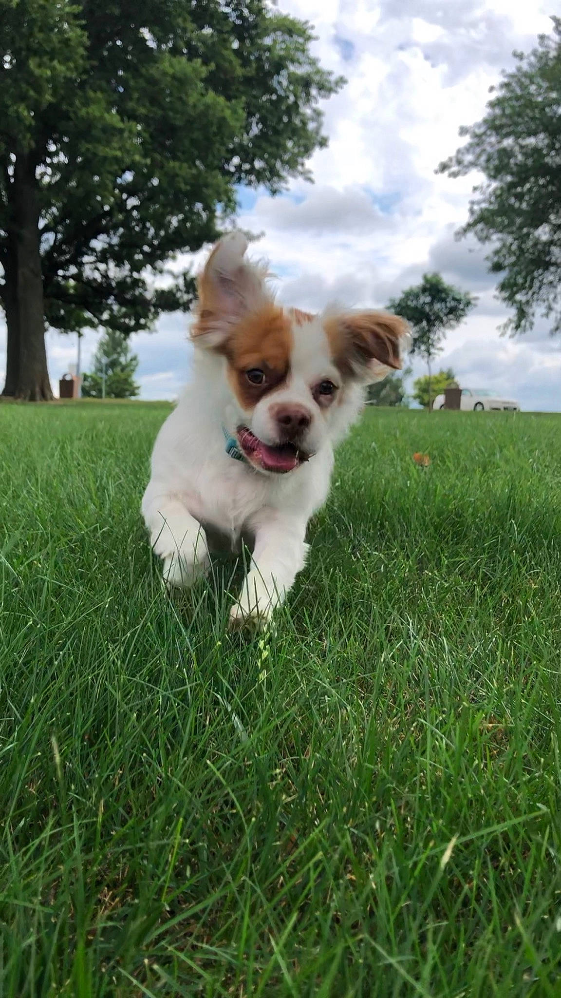Theodore is registered to the contest to win money with this photo: canidae, carnivore, cloud, companion_dog, dog, dog_breed, dog_supply, fawn, grass, grassland, plant, sky, small_terrier, snout, sporting_group, tail, terrier, toy_dog, tree, whiskers