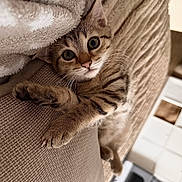 Baly participe au concours pour gagner de l'argent avec cette photo : cat, tabby, pet, animal, feline, close_up, portrait, wide_eyes, whiskers, pink_nose, striped_fur, brown_fur, white_chest, paws, blanket, couch, indoor, cozy, relaxed, funny