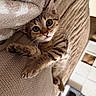 cat, tabby, pet, animal, feline, close_up, portrait, wide_eyes, whiskers, pink_nose, striped_fur, brown_fur, white_chest, paws, blanket, couch, indoor, cozy, relaxed, funny