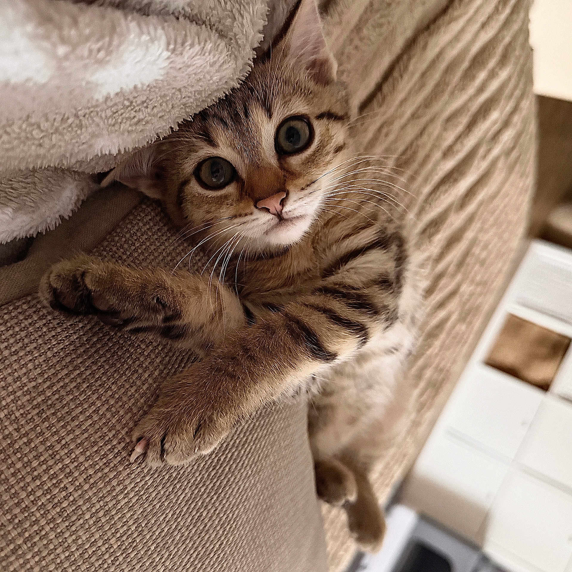 Baly participe au concours pour gagner de l'argent avec cette photo : cat, tabby, pet, animal, feline, close_up, portrait, wide_eyes, whiskers, pink_nose, striped_fur, brown_fur, white_chest, paws, blanket, couch, indoor, cozy, relaxed, funny