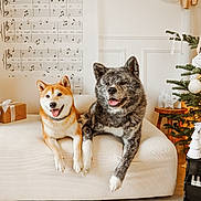 Ummy participe au concours pour gagner de l'argent avec cette photo : dog, shiba_inu, akita, couch, living_room, christmas_tree, holiday_decor, musical_notes, piano, gift_box, disco_ball, white_ribbons, ornaments, festive, pet, indoor, smiling, tongue_out, furniture, cozy