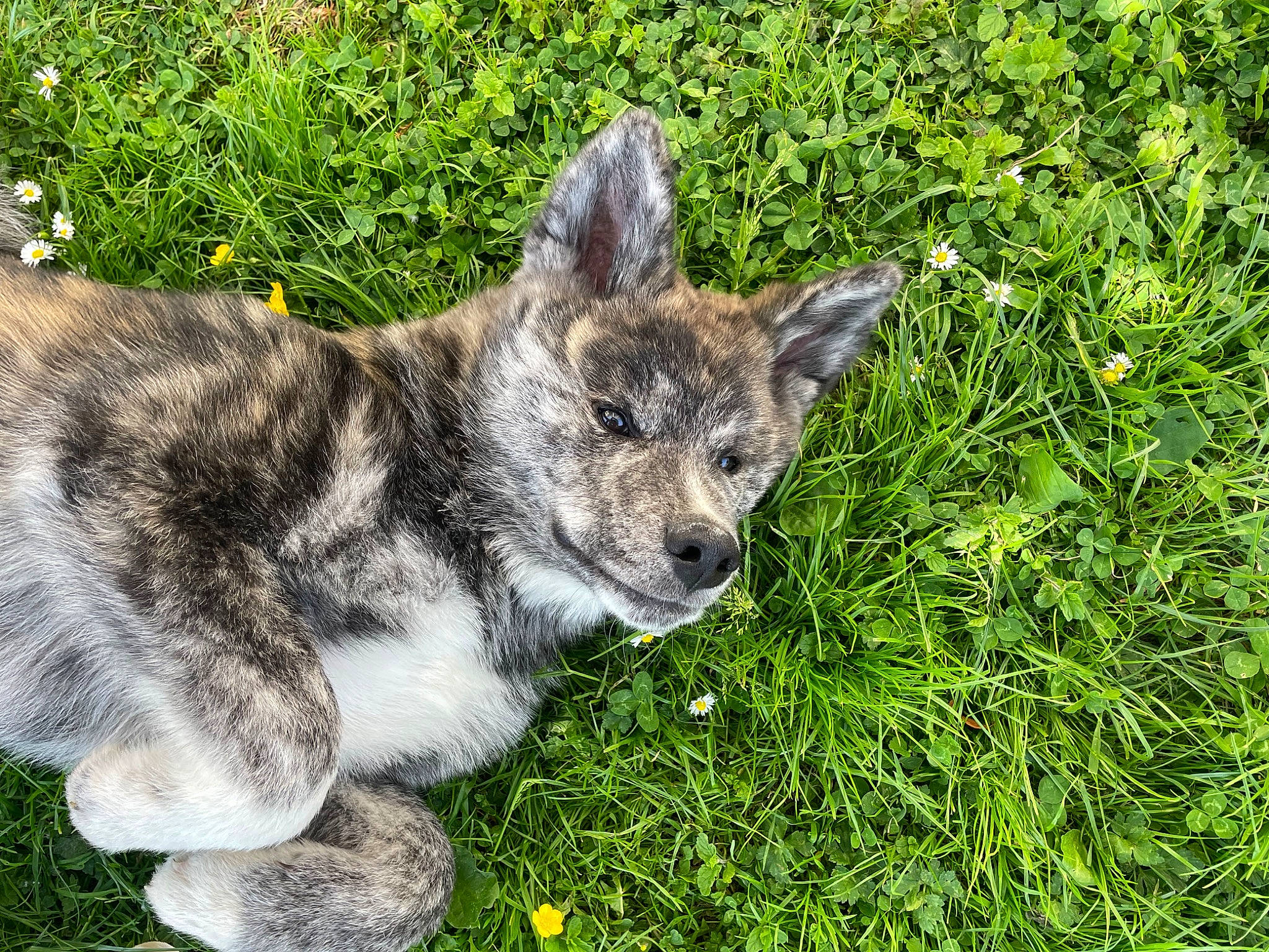 Ummy participe au concours pour gagner de l'argent avec cette photo : art, carnivore, dog_breed, eye, fur, grass, groundcover, herbaceous_plant, plant, tail, terrestrial_animal, terrestrial_plant, whiskers