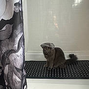 Anna is registered to the contest to win money with this photo: cat, gray_cat, bathtub, shower_cap, bathroom, tiled_wall, bath_mat, polka_dot, curtain, fluffy, pet, indoor, animal, cute, sitting, looking, yellow_eyes, feline, home, curious