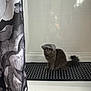 cat, gray_cat, bathtub, shower_cap, bathroom, tiled_wall, bath_mat, polka_dot, curtain, fluffy, pet, indoor, animal, cute, sitting, looking, yellow_eyes, feline, home, curious