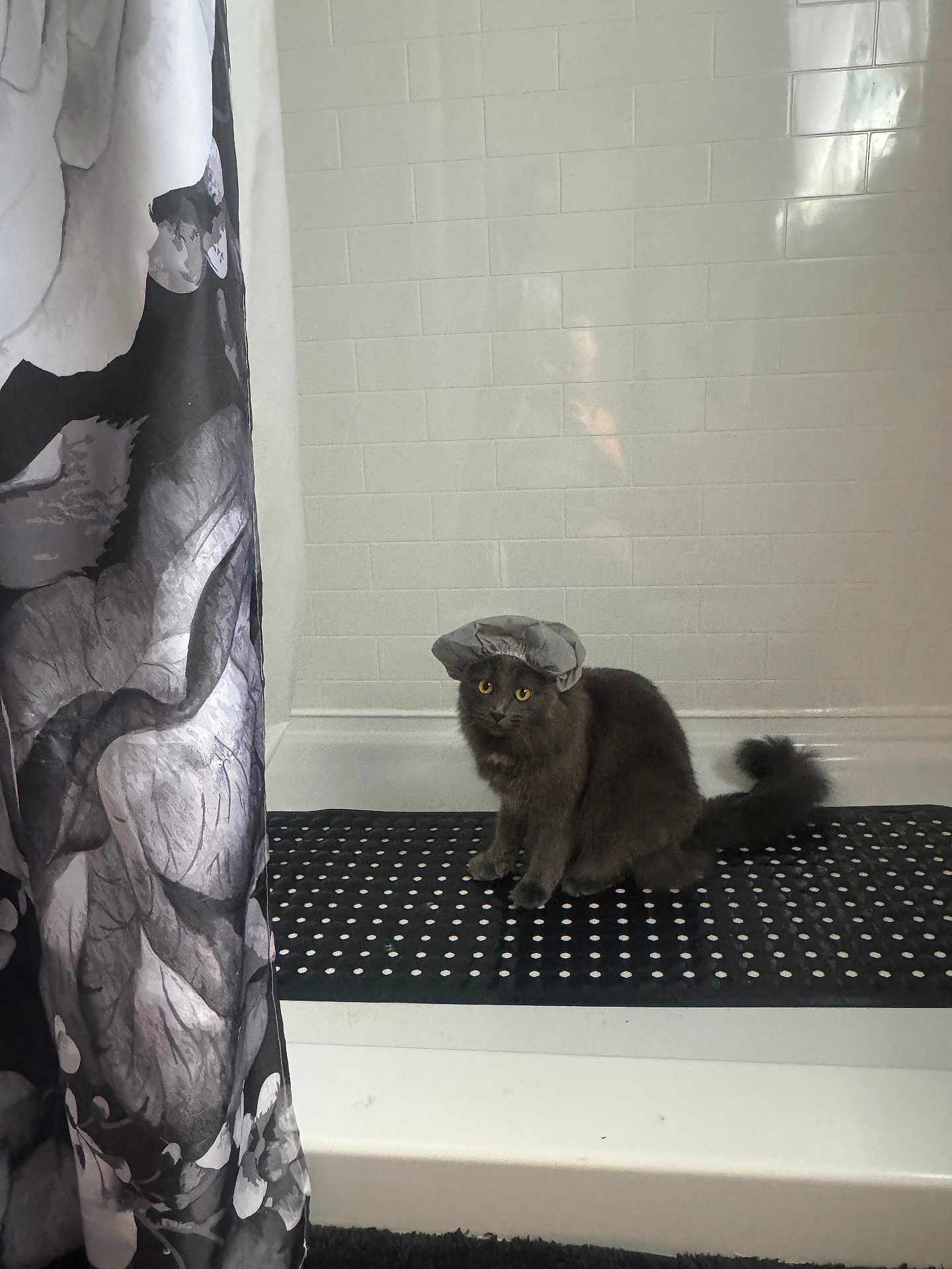 Anna is registered to the contest to win money with this photo: cat, gray_cat, bathtub, shower_cap, bathroom, tiled_wall, bath_mat, polka_dot, curtain, fluffy, pet, indoor, animal, cute, sitting, looking, yellow_eyes, feline, home, curious