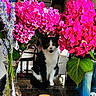 black_and_white, cat, closeup, countertop, curious, decor, domestic, feline, flowers, green_leaves, indoor, kitchen, natural_light, pet, pink_flowers, plant, portrait, sitting, table, vase