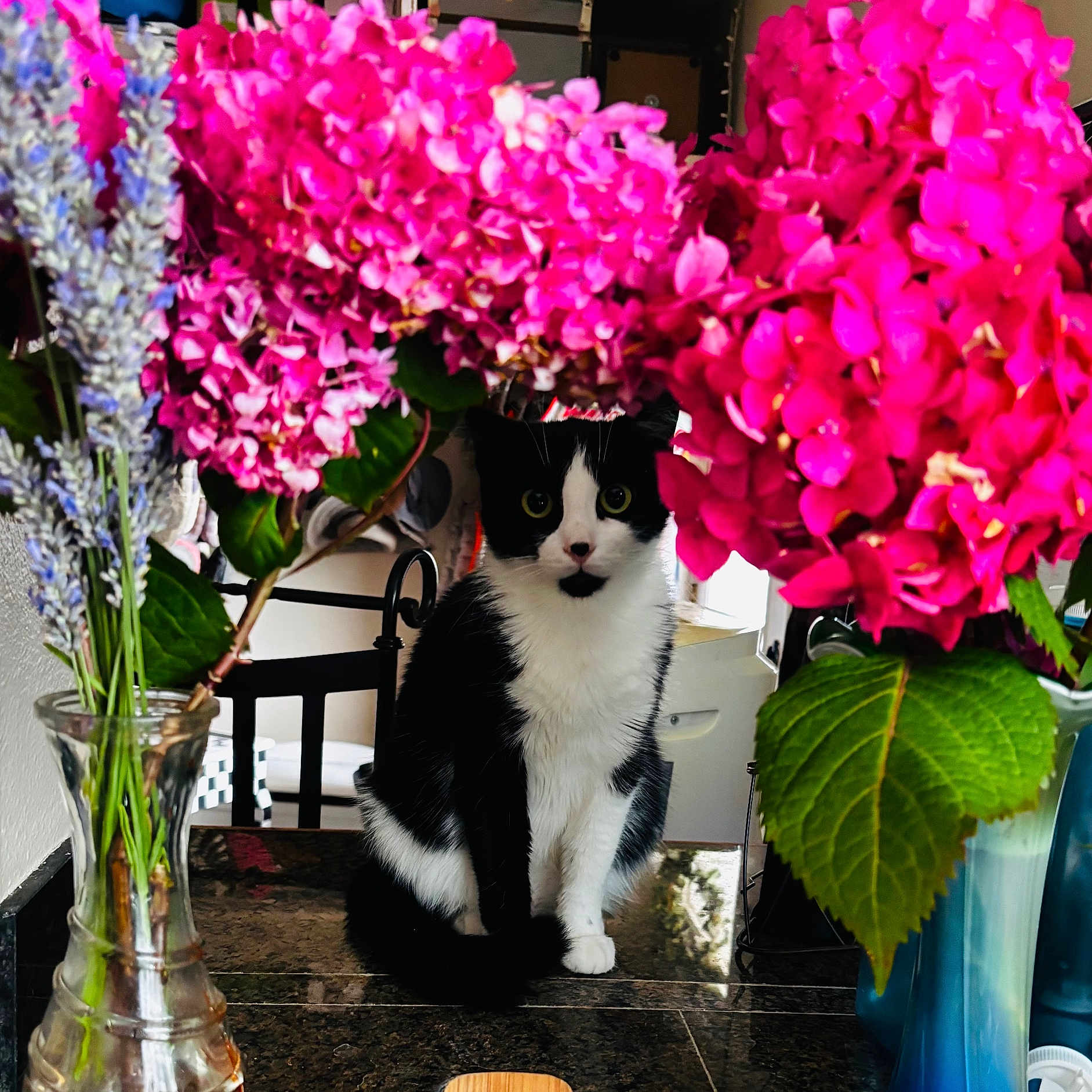 Zorra joined the competition — help win amazing prizes! black_and_white, cat, closeup, countertop, curious, decor, domestic, feline, flowers, green_leaves, indoor, kitchen, natural_light, pet, pink_flowers, plant, portrait, sitting, table, vase