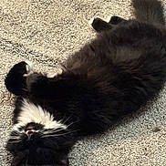 Chai joined the competition — help win amazing prizes! cat, black_cat, white_paws, fluffy, lying_down, carpet, pet, animal, feline, whiskers, relaxed, indoor, fur, cute, sleepy, mammal, playful, domestic_animal, resting, close_up