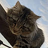 cat, tabby, fluffy, paw, wood, beam, sky, outdoor, lock_screen, phone, time, icon, app, curious, animal, pet, feline, whiskers, ears, closeup