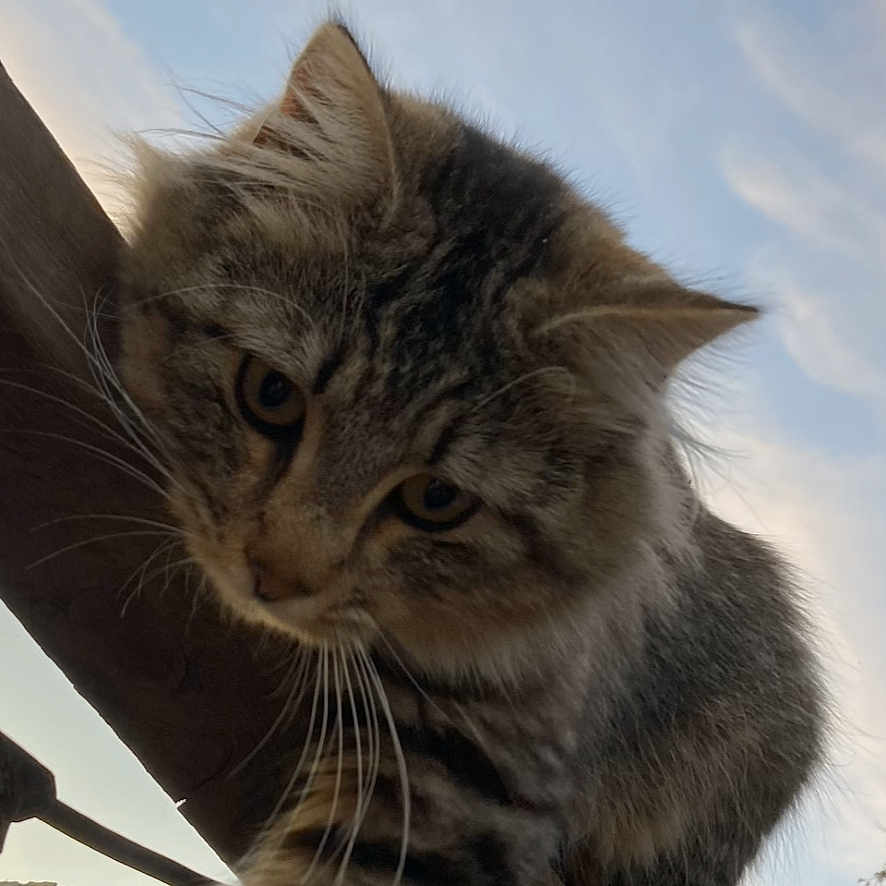 Romeo