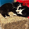 cat, black_cat, black_and_white_cat, sleeping, snuggling, cozy, feline, pet, animal, indoor, fabric, patterned, handbag, red_bag, resting, cute, fur, whiskers, paws, companion