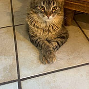 Nova joined the competition — help win amazing prizes! cat, tabby, feline, pet, animal, indoor, tile_floor, wooden_cabinet, crossed_paws, fur, whiskers, ears, yellow_eyes, domestic_cat, relaxed, resting, cute, mammal, looking, closeup