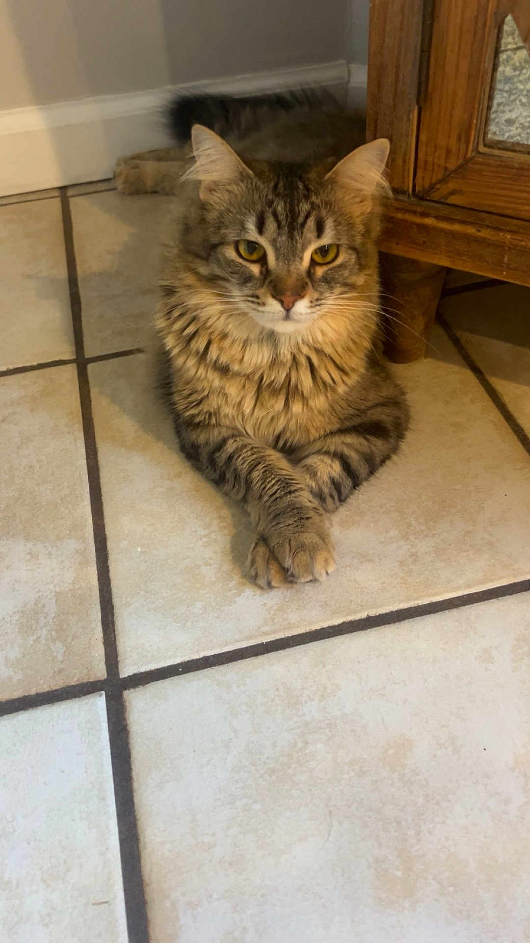 Nova