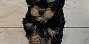 Tank is registered to the contest to win money with this photo: puppy, dog, black, tan, fur, tile_floor, indoor, small, cute, walking, pet, animal, curious, young, fluffy, adorable, looking_at_camera, four_legs, domestic, companion