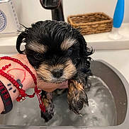 Tank joined the competition — help win amazing prizes! puppy, dog, wet, bath, hand, bracelet, tattoo, water, indoor, sink, basin, black_fur, brown_fur, cute, pet_care, fingers, human_hand, washing, cute_animal, small_dog
