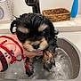 puppy, dog, wet, bath, hand, bracelet, tattoo, water, indoor, sink, basin, black_fur, brown_fur, cute, pet_care, fingers, human_hand, washing, cute_animal, small_dog