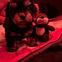 Tank is registered to the contest to win money with this photo: puppy, dog, stuffed_animal, blanket, pet, cute, indoor, soft_toy, animal, fur, small, cozy, red_light, young, companion, toy, bed, playful, friendship, resting