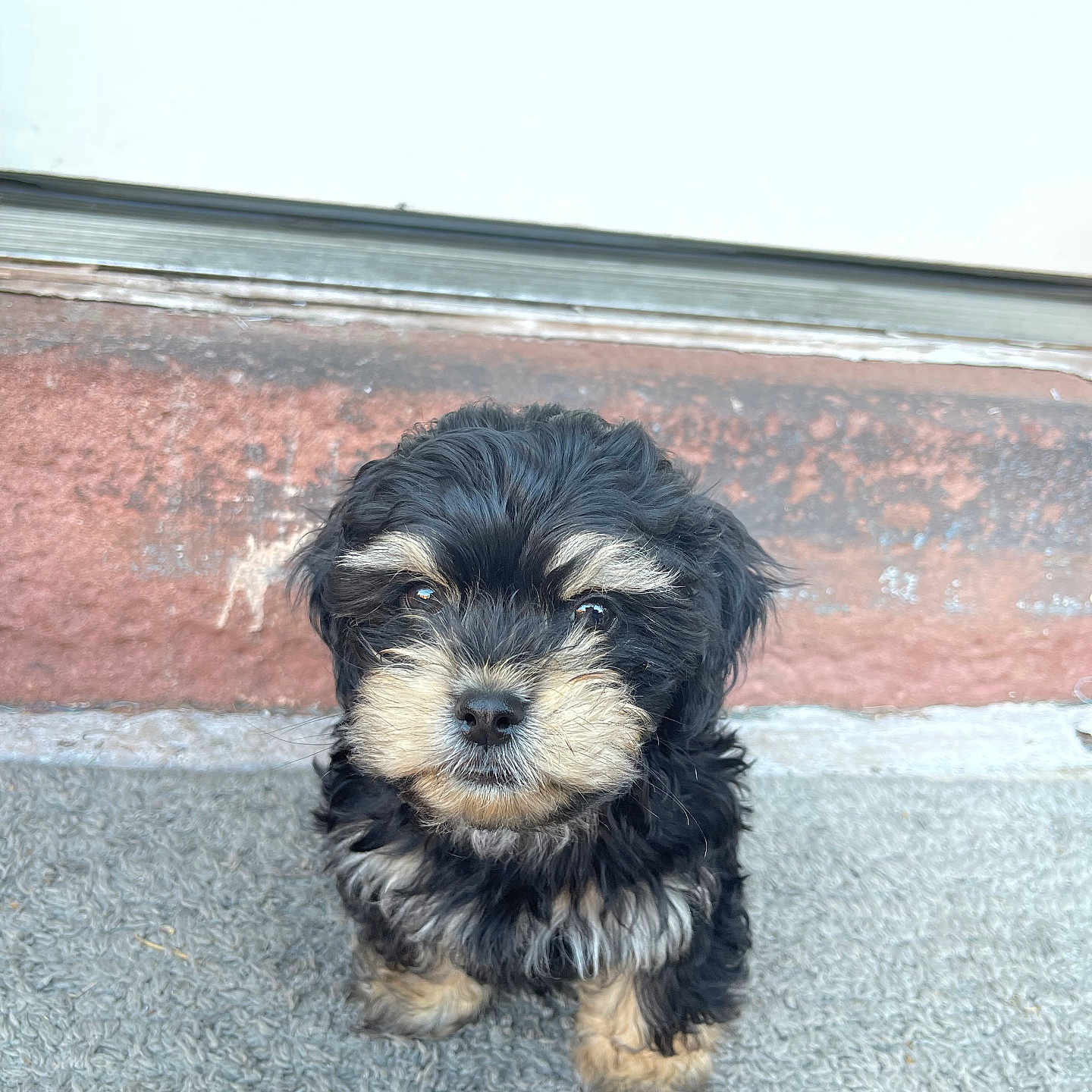 Tank joined the competition — help win amazing prizes! adorable, animal, black, curious, cute, dog, door, fluffy, fur, looking, mat, outdoor, pet, portrait, puppy, sitting, small, step, tan, young