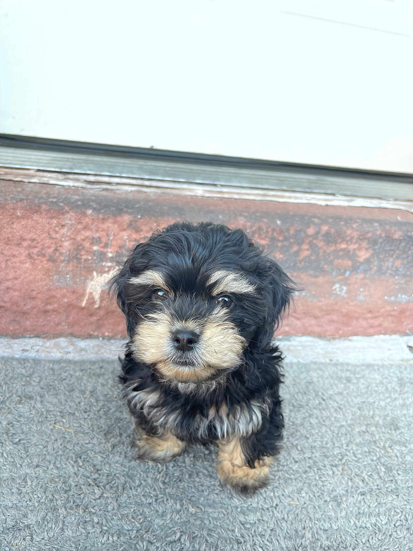Tank joined the competition — help win amazing prizes! puppy, dog, black, tan, fur, pet, cute, small, animal, sitting, outdoor, door, mat, step, portrait, curious, fluffy, young, looking, adorable