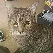 Whitney is registered to the contest to win money with this photo: cat, tabby, indoor, close_up, green_eyes, whiskers, fur, curious, pet, animal, domestic, floor, kitchen, cabinet, household_items, sitting, brown_surface, portrait, feline