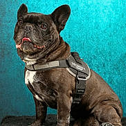 édouard participe au concours pour gagner de l'argent avec cette photo : animal, background, black_fur, companion, cute, dog, domestic_animal, expression, facing_left, french_bulldog, furry, guard_dog, indoor, pet, portrait, security_harness, sitting, small_dog, studio, tongue_out