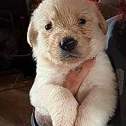 Greta joined the competition — help win amazing prizes! puppy, dog, animal, cute, fluffy, pet, closeup, indoor, hand, person, warm_lighting, adorable, young, fur, portrait, mammal, domestic_animal, friendly, soft, cozy