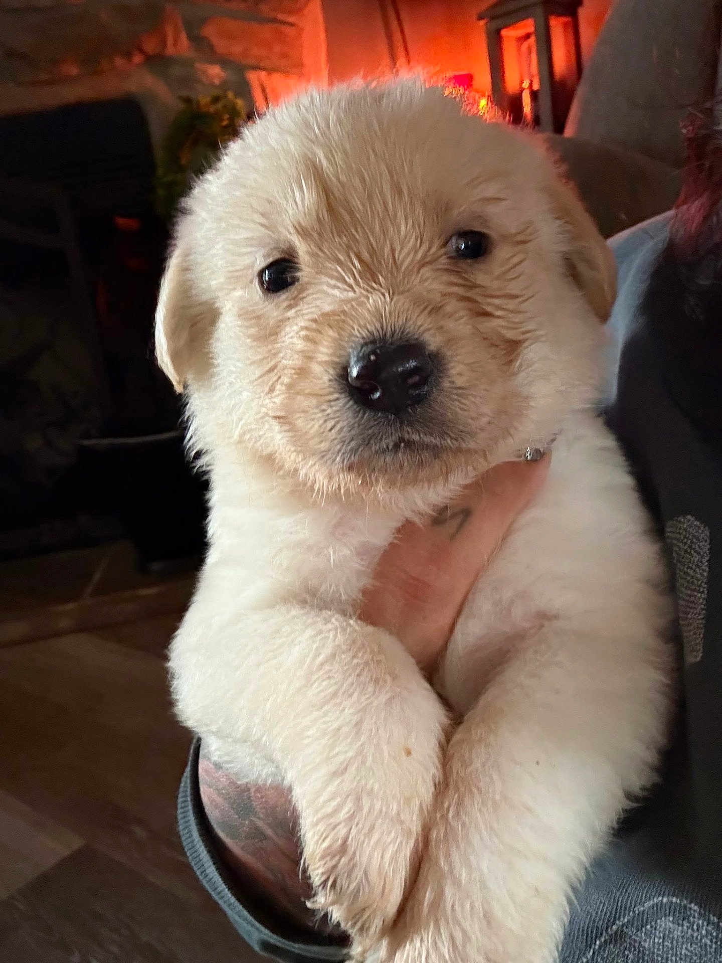 Greta joined the competition — help win amazing prizes! puppy, dog, animal, cute, fluffy, pet, closeup, indoor, hand, person, warm_lighting, adorable, young, fur, portrait, mammal, domestic_animal, friendly, soft, cozy