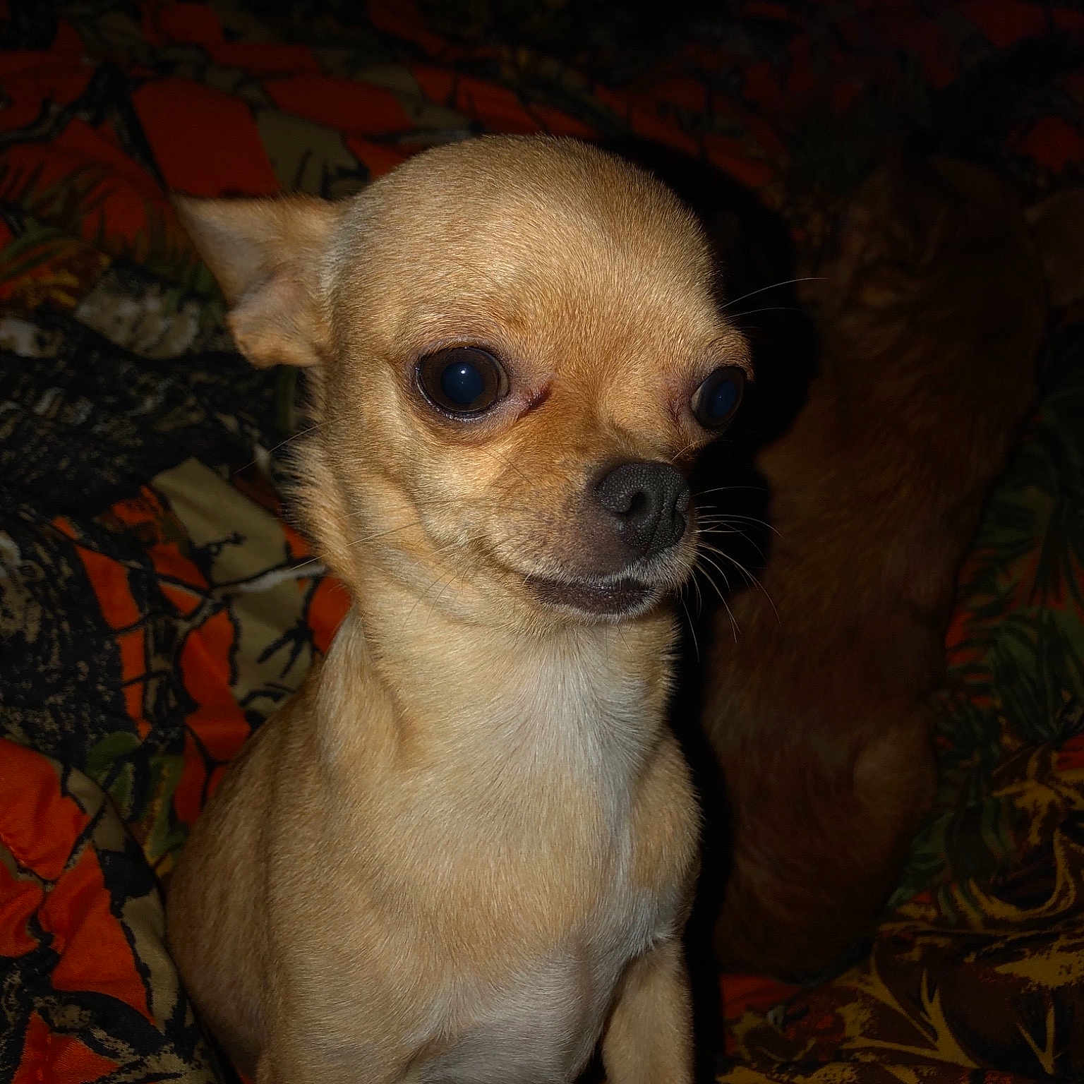 Kacy is registered to the contest to win money with this photo: carnivoran, chihuahua, companion_dog, dog, dog_breed, dog_breed_group, dog_like_mammal, fawn, mammal, puppy, snout, toy_dog, whiskers