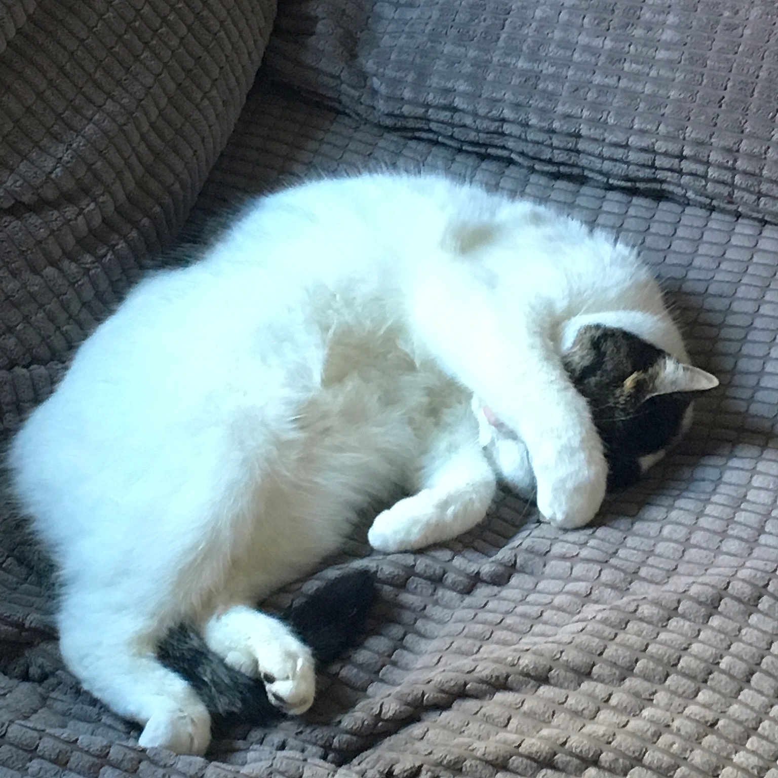 Elsa is registered to the contest to win money with this photo: cat, cat_like_mammal, dog_breed_group, fauna, fur, kitten, paw, small_to_medium_sized_cats, tail, whiskers