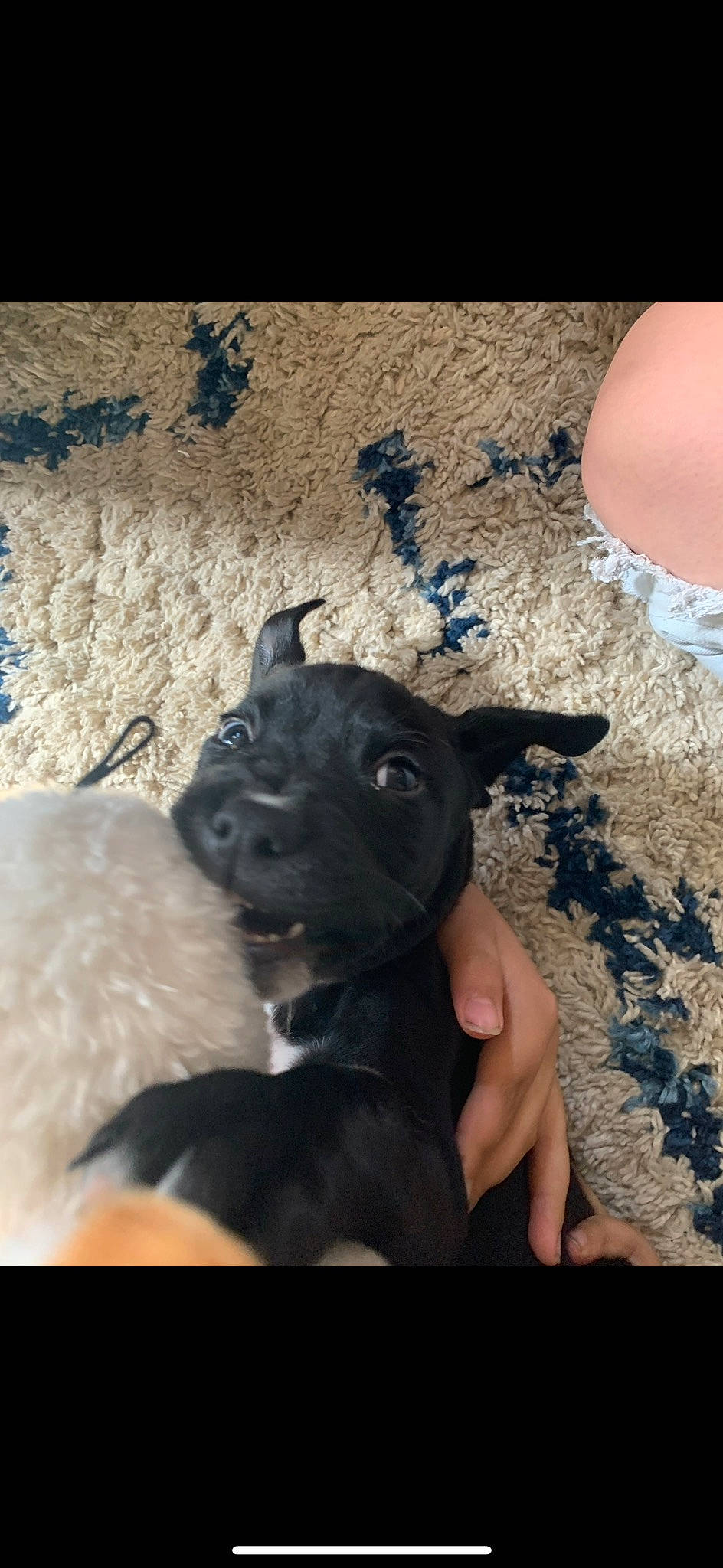 Brinkley joined the competition — help win amazing prizes! carnivore, collar, companion_dog, dog, dog_breed, dog_collar, ear, electric_blue, fawn, fur, gesture, human_leg, pet_supply, selfie, snout, sporting_group, toy_dog, vertebrate, whiskers, working_animal