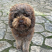 Othello participe au concours pour gagner de l'argent avec cette photo : dog, brown, curly_coat, pet, animal, outdoor, stone_pavement, standing, looking_at_camera, fur, mammal, canine, close_up, portrait, domestic_animal, cute, friendly, nature, eyes, paw