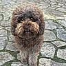 animal, brown, canine, close_up, curly_coat, cute, dog, domestic_animal, eyes, friendly, fur, looking_at_camera, mammal, nature, outdoor, paw, pet, portrait, standing, stone_pavement