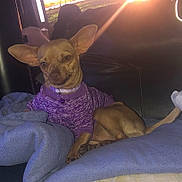 Precious joined the competition — help win amazing prizes! animal, blanket, brown_dog, collar, comfort, couch, cozy, dog, ears, fur, home, indoor, light, pet, purple_sweater, relaxed, resting, small_dog, sunset, window