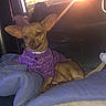 animal, blanket, brown_dog, collar, comfort, couch, cozy, dog, ears, fur, home, indoor, light, pet, purple_sweater, relaxed, resting, small_dog, sunset, window